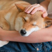 Dịch vụ “giám hộ thú cưng” bùng nổ ở Nhật trong bối cảnh già hóa dân số